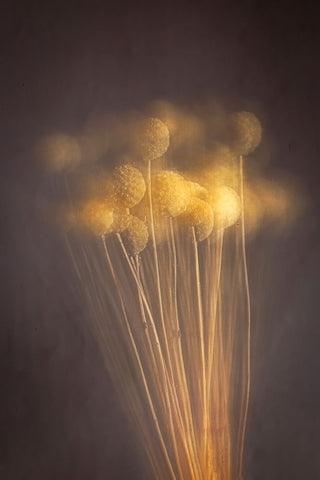 Curious Heads Black Ornate Wood Framed Art Print with Double Matting by Kiral, Cicek