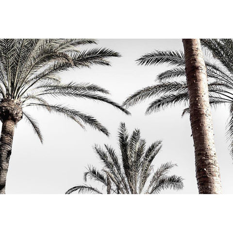 Palm_007 White Modern Wood Framed Art Print by 1x Studio III