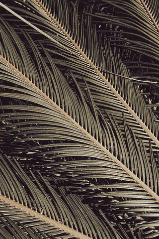 Palmblad_002 White Modern Wood Framed Art Print with Double Matting by 1x Studio III