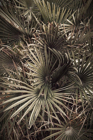 Palmblad_003 Black Ornate Wood Framed Art Print with Double Matting by 1x Studio III