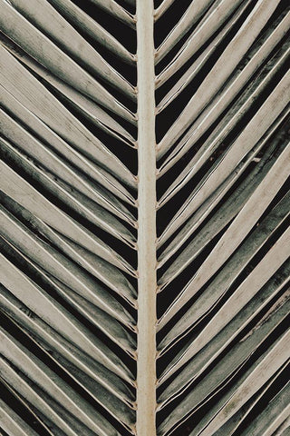 Palmblad_005 White Modern Wood Framed Art Print with Double Matting by 1x Studio III