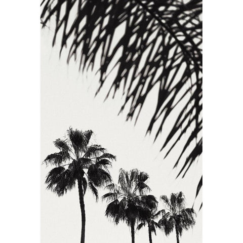 Palm_006 White Modern Wood Framed Art Print by 1x Studio III