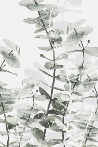 Eucalyptus_001 White Modern Wood Framed Art Print with Double Matting by 1x Studio III