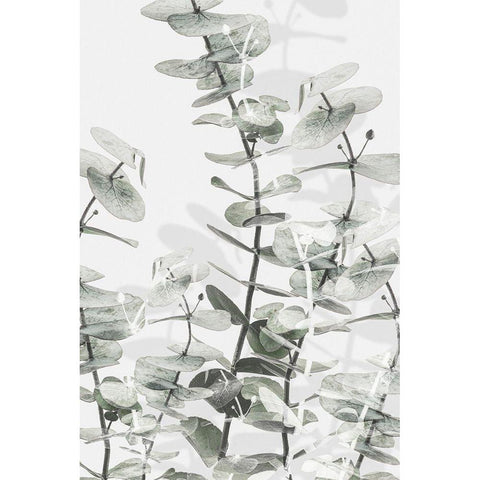 Eucalyptus_001 Black Modern Wood Framed Art Print by 1x Studio III