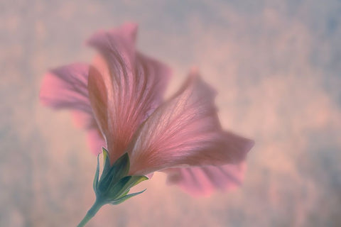 Dancing White Modern Wood Framed Art Print with Double Matting by Water, Clear