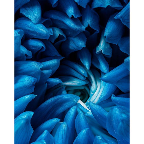 Blue chrysanthemum Black Modern Wood Framed Art Print with Double Matting by Morozov, Konstantin