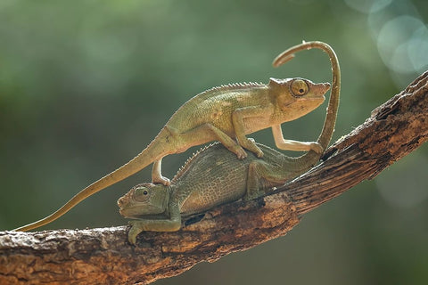 I Am Sorry My Bro Black Ornate Wood Framed Art Print with Double Matting by Gapur Dayak, Abdul