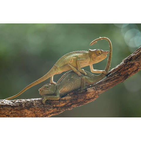 I Am Sorry My Bro Black Modern Wood Framed Art Print by Gapur Dayak, Abdul