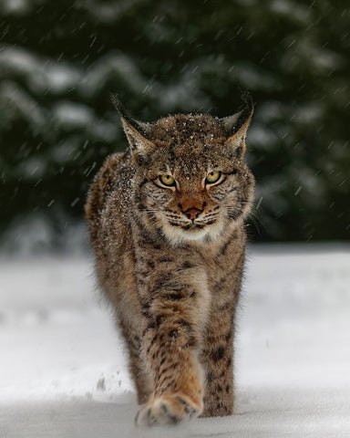 Meet The Lynx Black Ornate Wood Framed Art Print with Double Matting by Firesova, Michaela