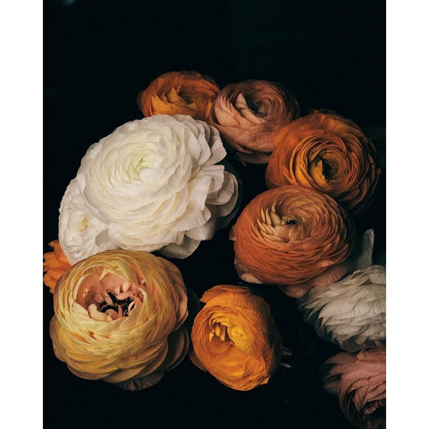 Ranunculus White Modern Wood Framed Art Print by FiguraNYC Photography