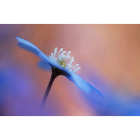 En blommas ljuvlighet. White Modern Wood Framed Art Print by Sjogren, Ylva