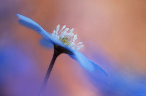 En blommas ljuvlighet. White Modern Wood Framed Art Print with Double Matting by Sjogren, Ylva