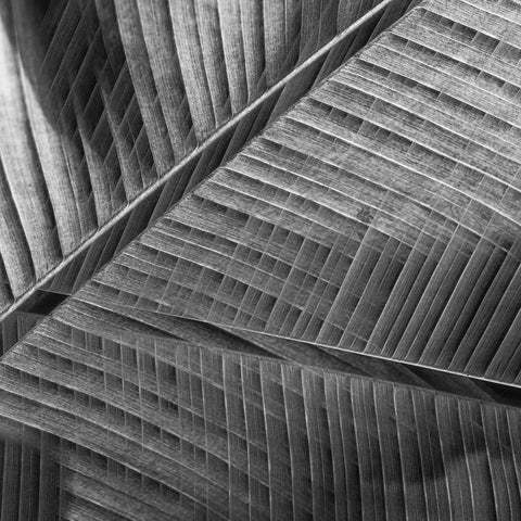 Banana lattice. White Modern Wood Framed Art Print with Double Matting by Ciappara Lrps., Simon