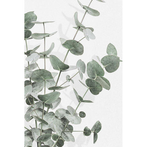 Eucalyptus_003 White Modern Wood Framed Art Print by 1x Studio III
