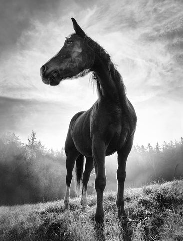 Backlight Horse Black Ornate Wood Framed Art Print with Double Matting by Accordini, Alessandro
