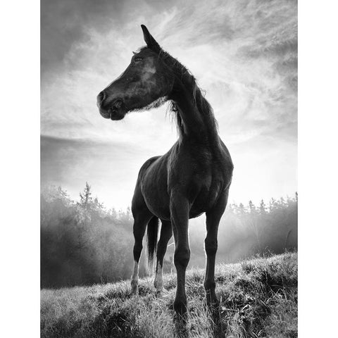 Backlight Horse White Modern Wood Framed Art Print by Accordini, Alessandro