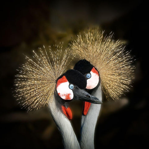 Makeup Black Modern Wood Framed Art Print by Romaggi, Michel