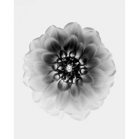 X-Ray White Modern Wood Framed Art Print by Zhao, Alex