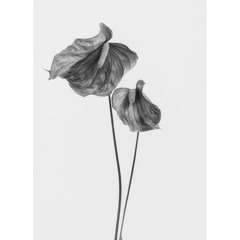Anthurium Black Modern Wood Framed Art Print with Double Matting by Gronkjar, Lotte