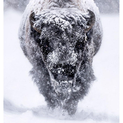 Headed. Your Way. Black Modern Wood Framed Art Print by Gill, Barbara