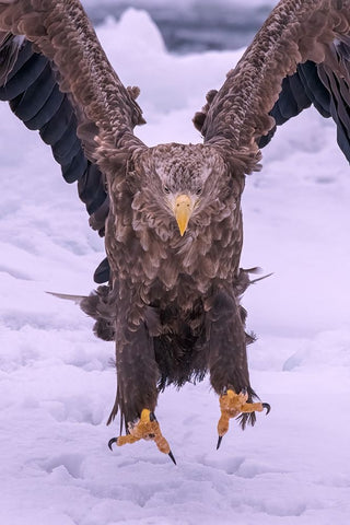 Vici White Modern Wood Framed Art Print with Double Matting by Liu, Q