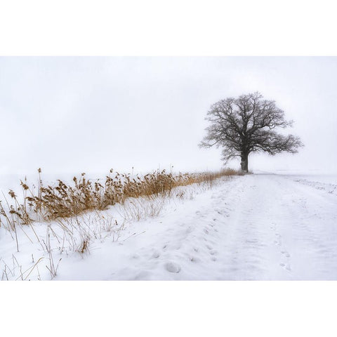 Oak in Fog Black Modern Wood Framed Art Print with Double Matting by Riml, Ludwig