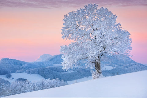 exposed Black Ornate Wood Framed Art Print with Double Matting by Jochen, Burger