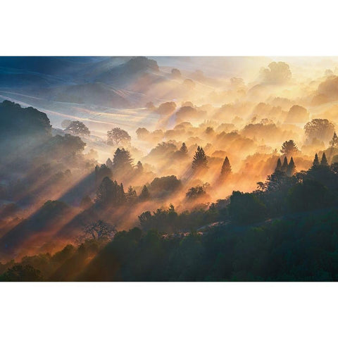 Morning Light White Modern Wood Framed Art Print by Li, Ryan