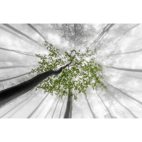 Green leaves Black Modern Wood Framed Art Print by Pavlasek, Tom