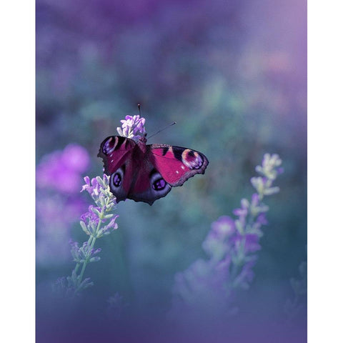 Queen Of Flowers...III White Modern Wood Framed Art Print by Nan, Juliana