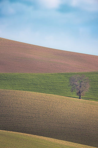 S.T. 025 Black Ornate Wood Framed Art Print with Double Matting by Gray, Dorian