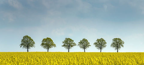 rape White Modern Wood Framed Art Print with Double Matting by Uhlig, Dieter