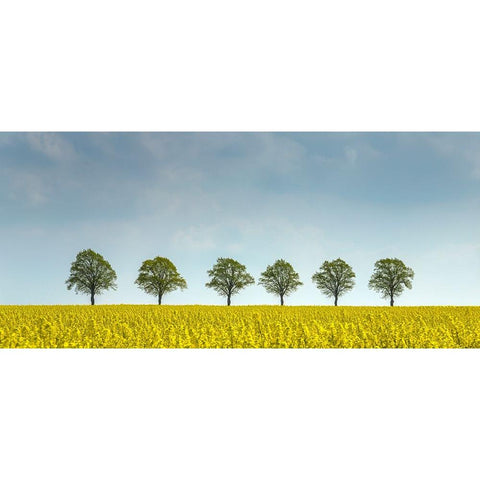 rape White Modern Wood Framed Art Print by Uhlig, Dieter