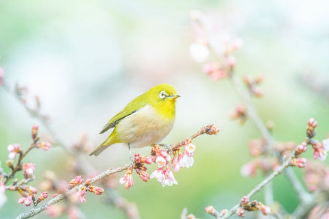 The Arrival of Spring White Modern Wood Framed Art Print with Double Matting by Suzuki, Takashi