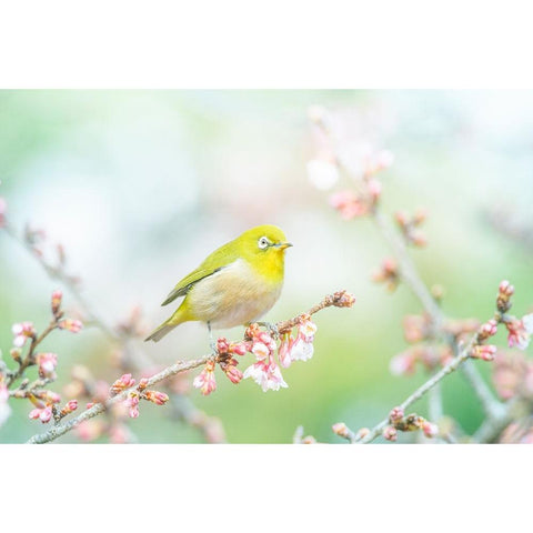 The Arrival of Spring Black Modern Wood Framed Art Print with Double Matting by Suzuki, Takashi