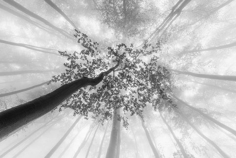 Spring foggy views White Modern Wood Framed Art Print with Double Matting by Pavlasek, Tom