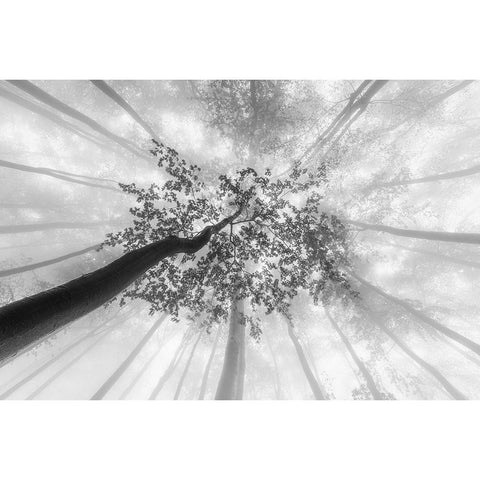 Spring foggy views Black Modern Wood Framed Art Print by Pavlasek, Tom