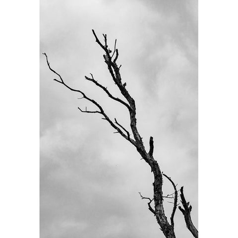 Im not leaving without a fight White Modern Wood Framed Art Print by Wallenstein, Nicolau