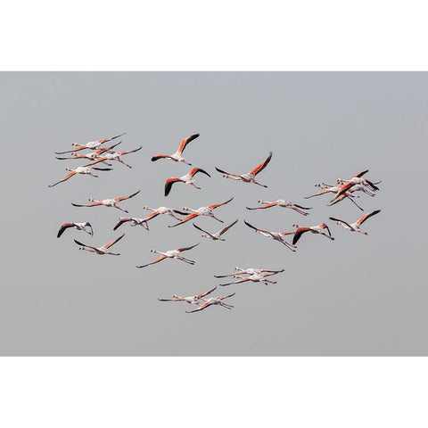 Greater Flamingos In Flight Black Modern Wood Framed Art Print by Rublina, Natalia