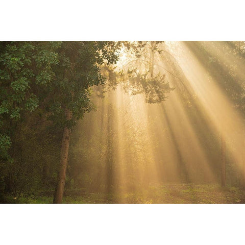 ray of light Gold Ornate Wood Framed Art Print with Double Matting by Moshe, Mallal