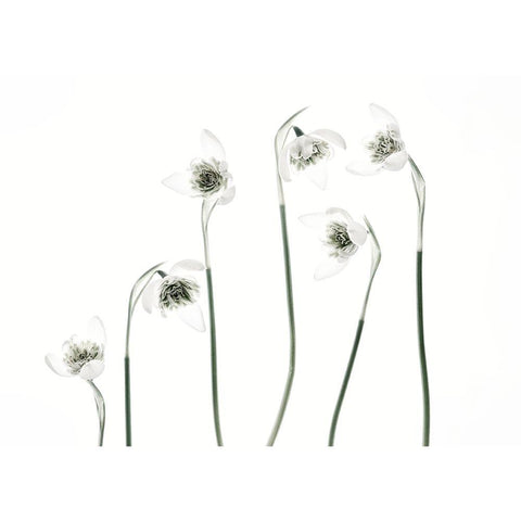 Snowdrops Black Modern Wood Framed Art Print with Double Matting by Gronkjar, Lotte