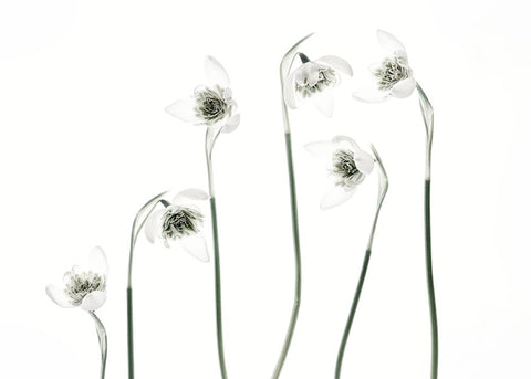 Snowdrops White Modern Wood Framed Art Print with Double Matting by Gronkjar, Lotte