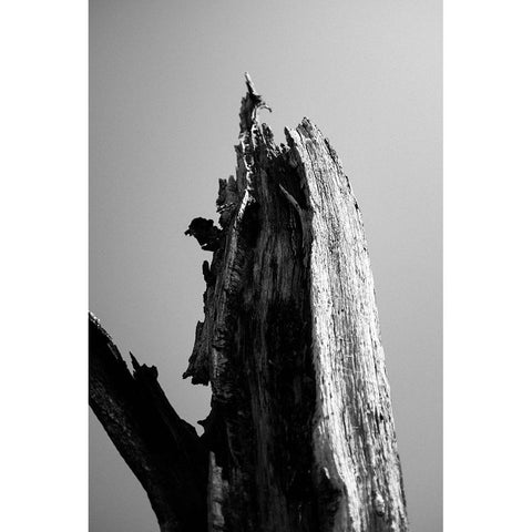 Wetlands 1 Black Modern Wood Framed Art Print by Perry, Lewis