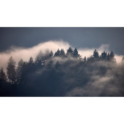 Black Forest I Black Modern Wood Framed Art Print with Double Matting by Schade, Peter