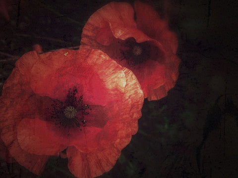 Blood thirsty Poppies White Modern Wood Framed Art Print with Double Matting by Margau, Delphine