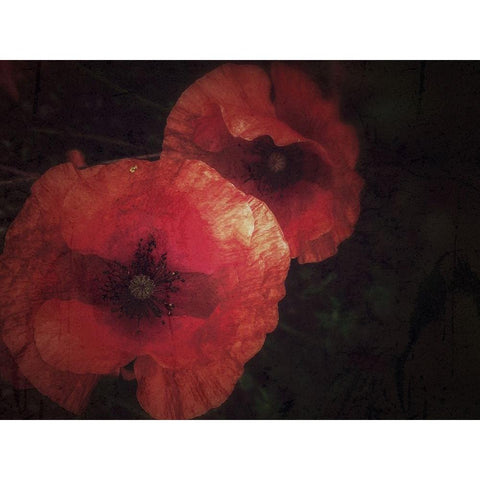 Blood thirsty Poppies Black Modern Wood Framed Art Print with Double Matting by Margau, Delphine