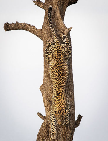 Camouflage Black Ornate Wood Framed Art Print with Double Matting by Taylor, Mike