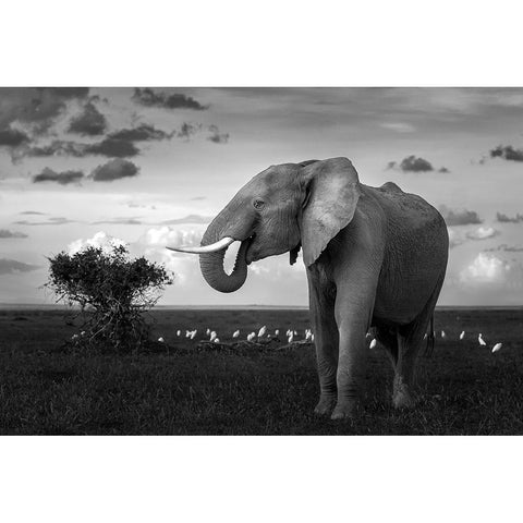 Beautiful Elephant White Modern Wood Framed Art Print by Sobhi, Ahmed