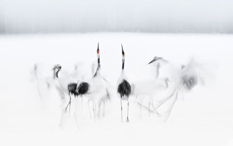 Calligraphic ballet White Modern Wood Framed Art Print with Double Matting by Deng, Larry