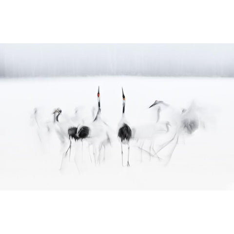 Calligraphic ballet Black Modern Wood Framed Art Print with Double Matting by Deng, Larry